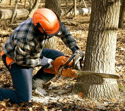 Tree Removal in Columbia, AL